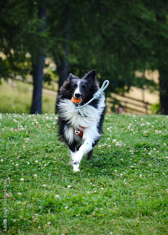 Foto di un cucciolo di border collie scattata mentre sta giocando.