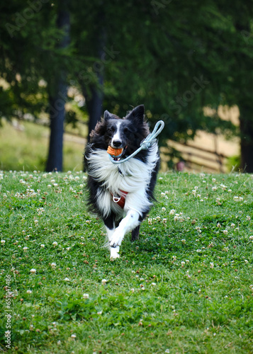 Obraz na płótnie Foto di un cucciolo di border collie scattata mentre sta giocando. w salonie
