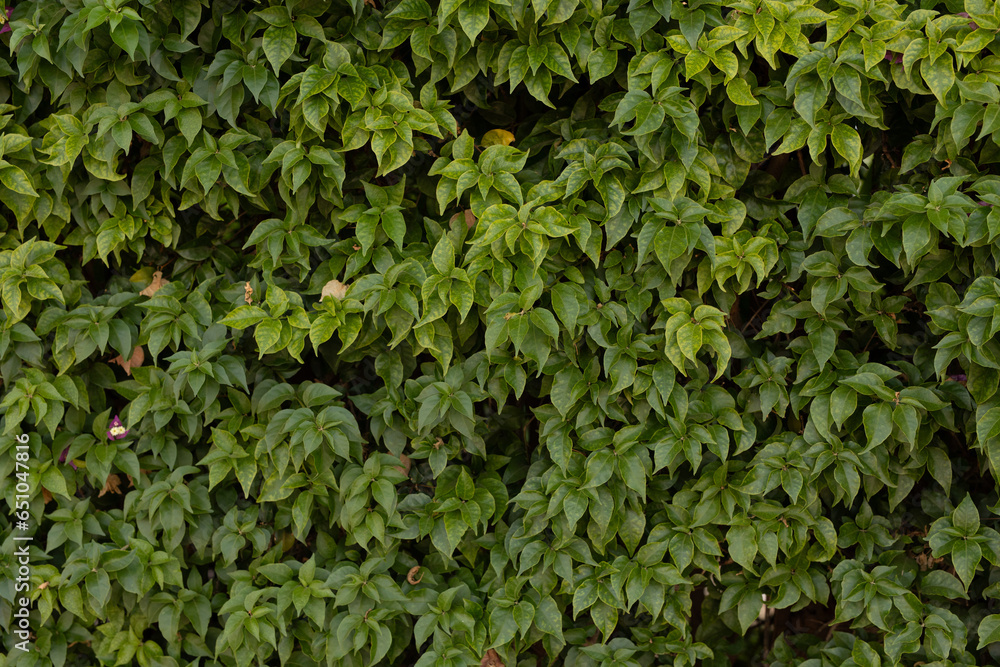 Small green leaves texture background with beautiful pattern. Clean environment. Small green leaves texture background with beautiful pattern. Clean environment.