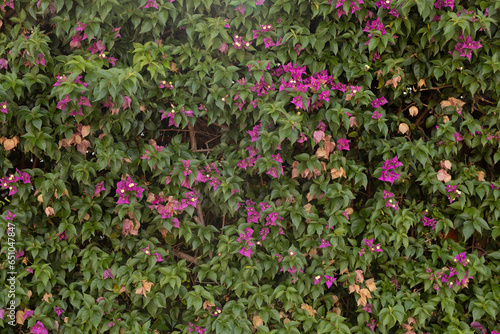 Small green leaves texture background with beautiful pattern. Clean environment.