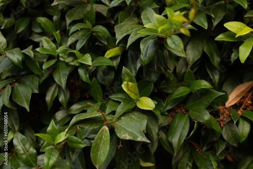green leaves background