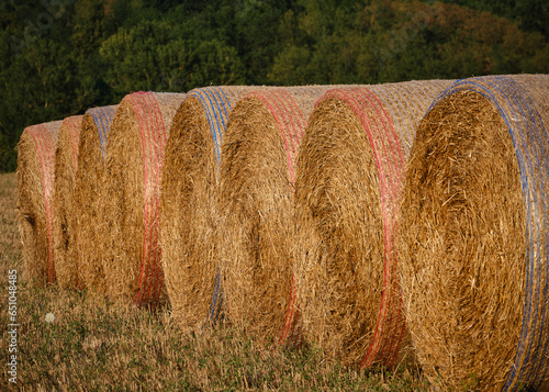 Foto scattata a Tassarolo in un campo di grano appena tagliato con delle balle di fieno. photo