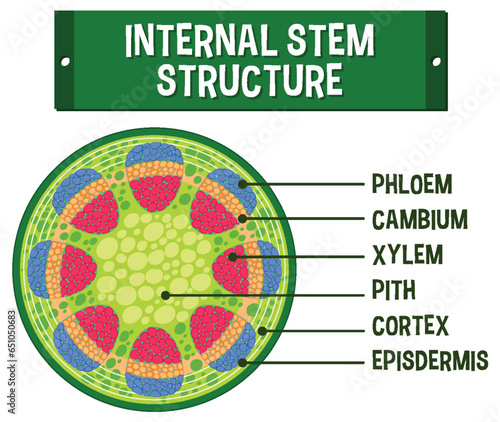 Internal structure of stem diagram