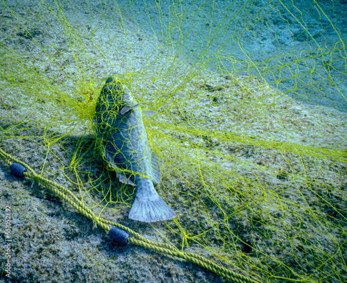 gill netting killing