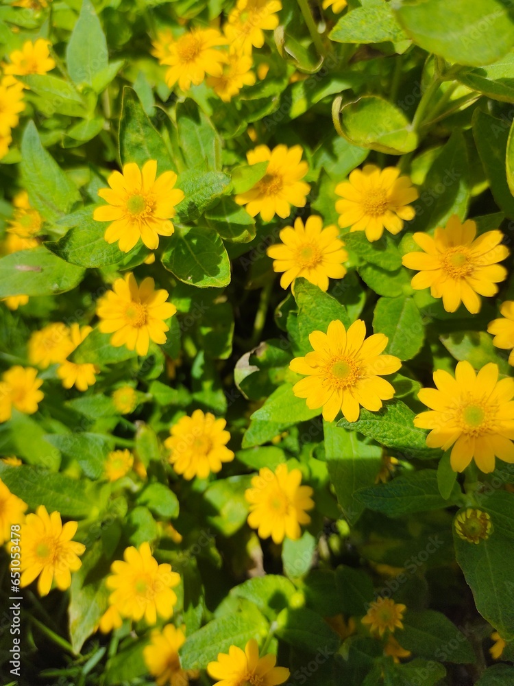 yellow flowers yellow flowers