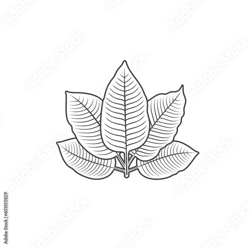 illustration of kratom leaf, a type of plant from the rubiaceae family.