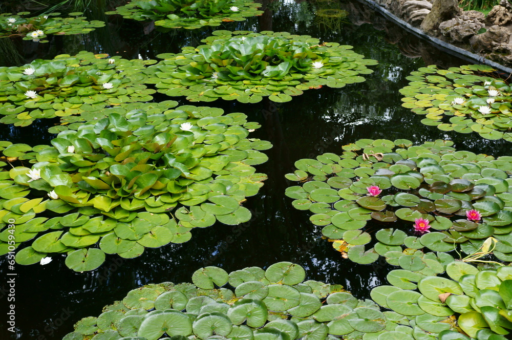 A pond with decorative green leaves in the park. A pond with decorative green leaves in the park.