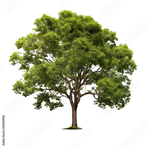 Green tree isolated on white background