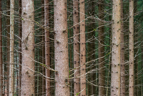 Schönbuch Nature Park in the Stuttgart Region photo