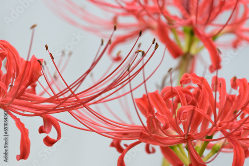 Foto Red Spider Lilies On White Background
