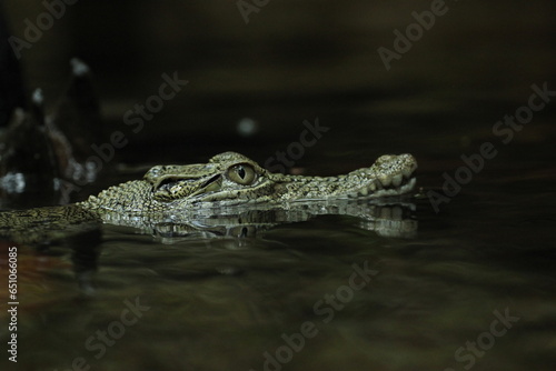 crocodiles, estuarine crocodiles, estuarine crocodiles soak in fresh water 