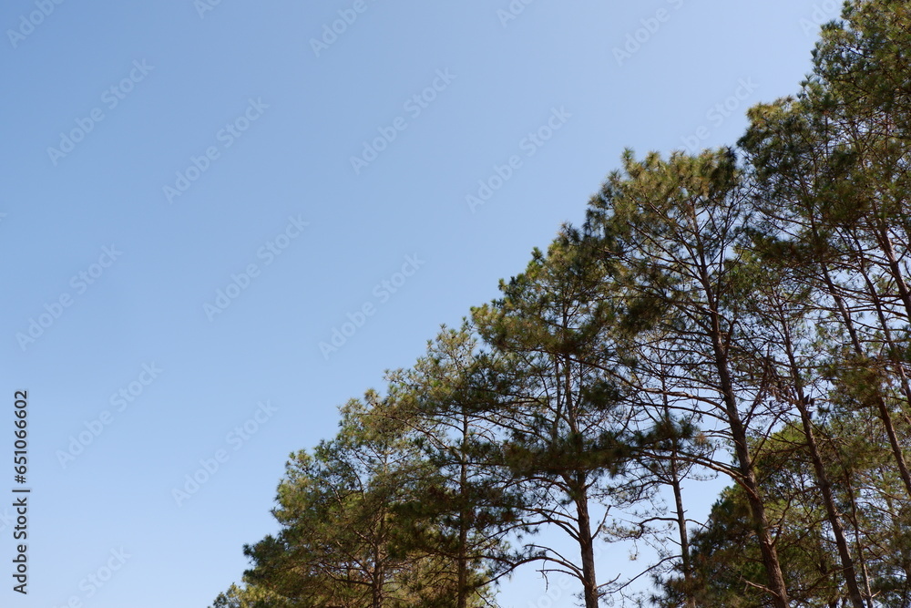 pine tree in the sky pine tree in the sky