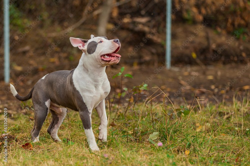 pit bull terrier puppy playing with a balloon outdoors pit bull terrier puppy playing with a balloon outdoors