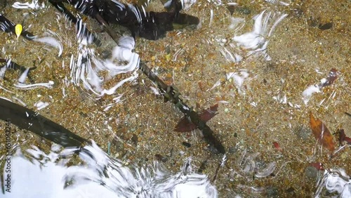 Group of small juvenile pufferfish gathered around mangrove roots in shallow coastal ocean water photo