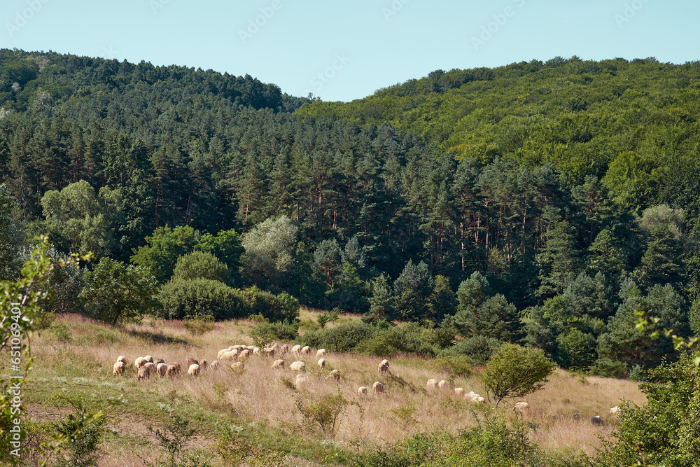 Sheep graze on the background of the green Carpathians. Tall fir trees in the Ukrainian mountains. Sheep graze on the background of the green Carpathians. Tall fir trees in the Ukrainian mountains.