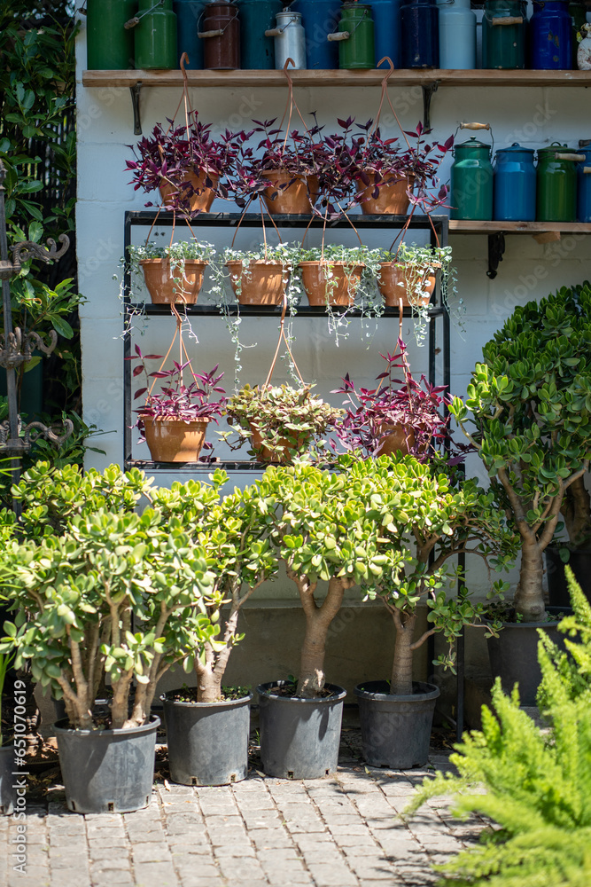 Φωτογραφία Plants flowers growing in little and big pots standing in row on shelves in store street showcase in sunny day