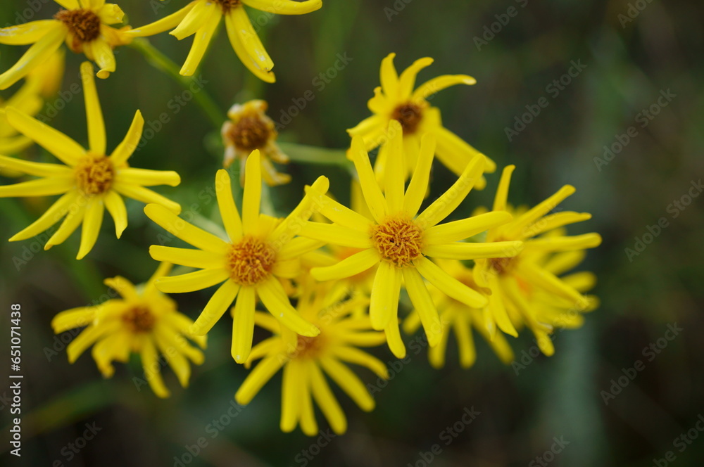 Blooming yellow wildflowers in nature. Blooming yellow wildflowers in nature.