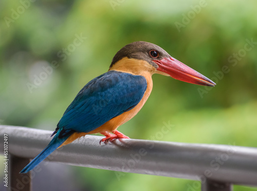 A stork-billed kingfisher in Singapore
