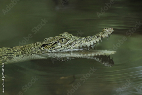 crocodile, estuarine crocodile, estuarine crocodile whose mouth is open