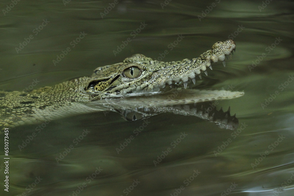 Fototapeta premium crocodile, estuarine crocodile, estuarine crocodile whose mouth is open