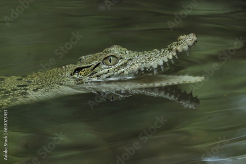 crocodile, estuarine crocodile, estuarine crocodile whose mouth is open