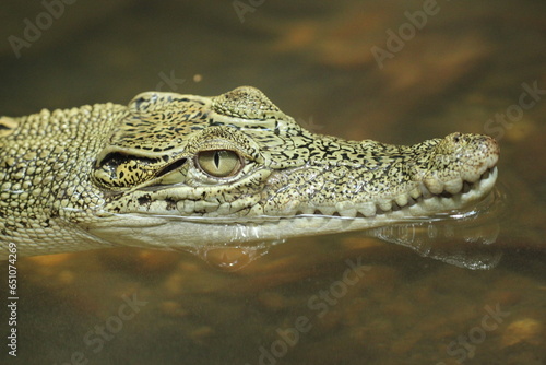 crocodiles, estuarine crocodiles, estuarine crocodiles soak in fresh water 