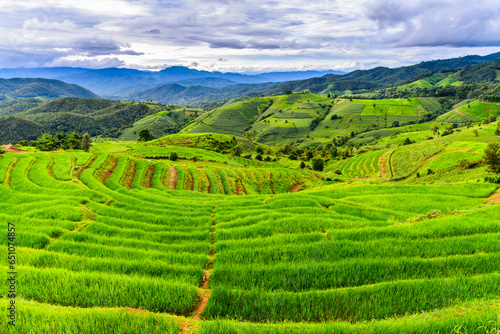 Lush green rice fields, rice field terrace with cloudy sky in rainy season, Chiangmai Thailand. © torjrtrx