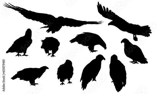 Set of bald eagles silhouettes. Wild birds eagles fly, stand and sit on branches. USA symbol. Realistic vector animal