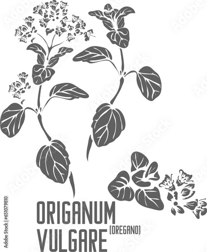 Oregano, Greek Oregano vector silhouette. Medicinal Origanum vulgare plant outline. Set of Origanum vulgare in Line for pharmaceuticals and coocking. Contour drawing of medicinal herbs and spices