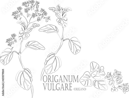 Oregano, Greek Oregano, Marjoram vector contour. Origanum vulgare plant outline. Set of medicinal Origanum vulgare in Line for pharmaceuticals and coocking. Contour drawing of medicinal herbs