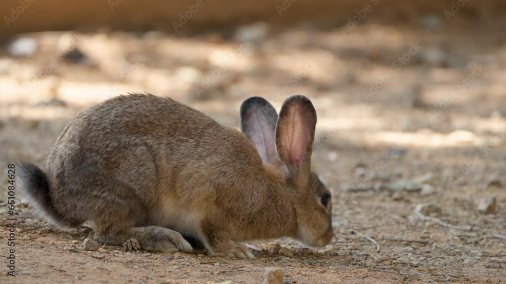 European Rabbit (Oryctolagus cuniculus) or Coney Forages on Deserted ...