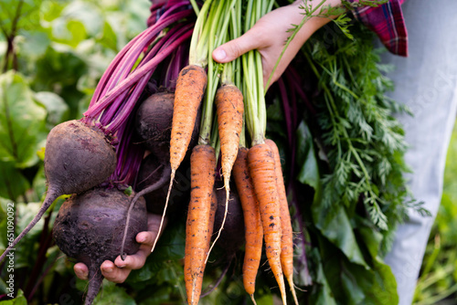Wallpaper Mural bio vegetables in the hands of a farmer, carrots and beets dug out of the ground, a good harvest of eco products Torontodigital.ca