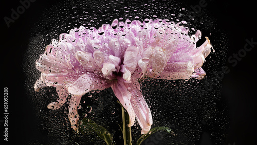 Pink chrysanthemum Rossano dark creative photo