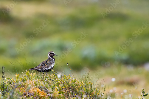 European Golden Plover standing on the ground in the swedish mountains