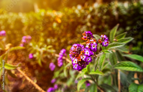 Purple of heliotrope flowers with autumn light effect background. photo