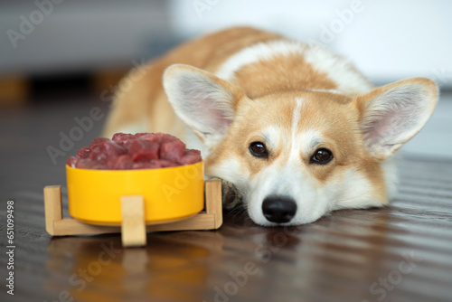 Dog eating food at home. Dog eats food.