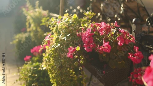 Wallpaper Mural Decorative flowers sway in the wind against the backdrop of the old city Krakow, Poland. High quality FullHD footage Torontodigital.ca