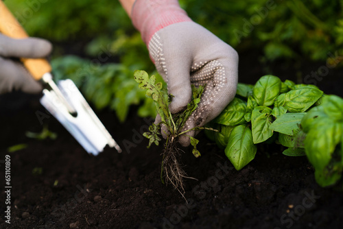Fotografi weed removal in a garden with a long root, care and cultivation of vegetables, p