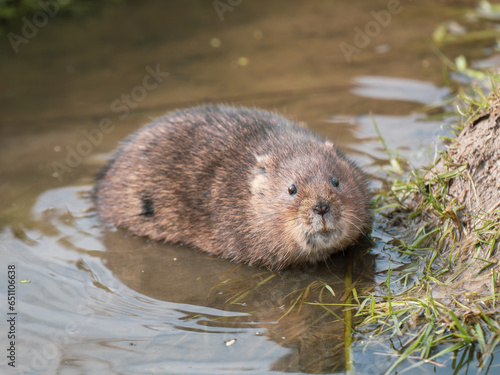 Water Vole Swimming in Water
