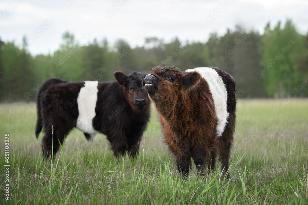 galloway calf baby showing teeth to show that he's small and safe galloway calf baby showing teeth to show that he's small and safe