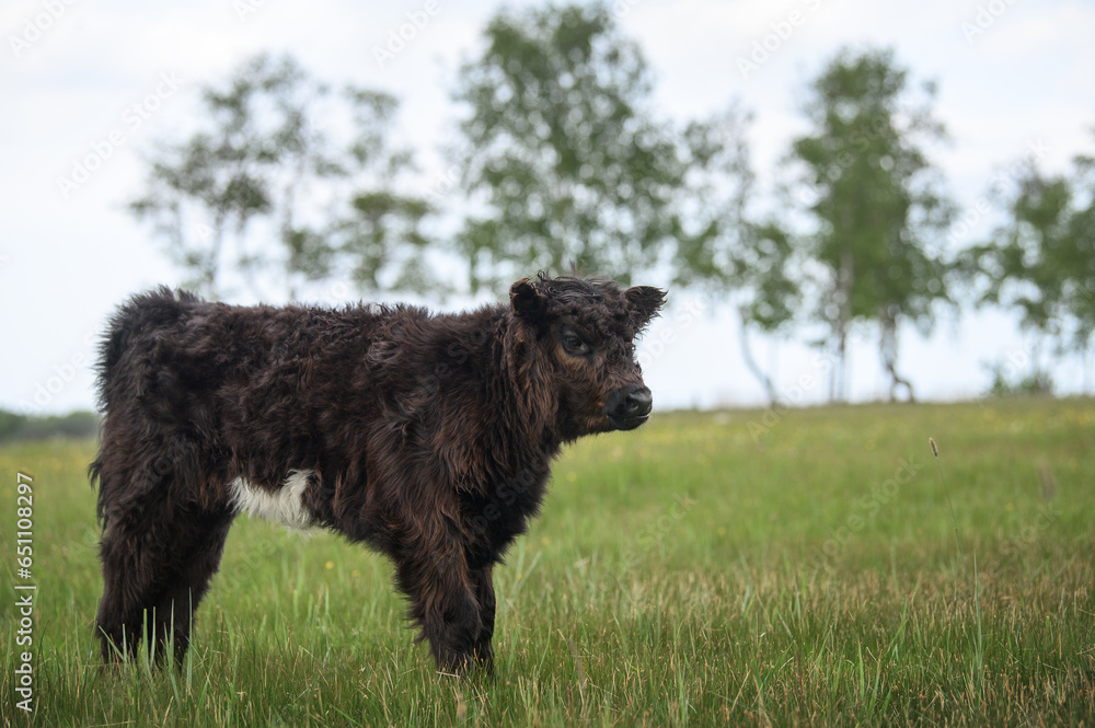 beautiful galloway cow calf standing on a pasture