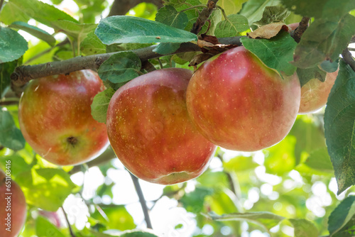 Harvest of natural organic apples