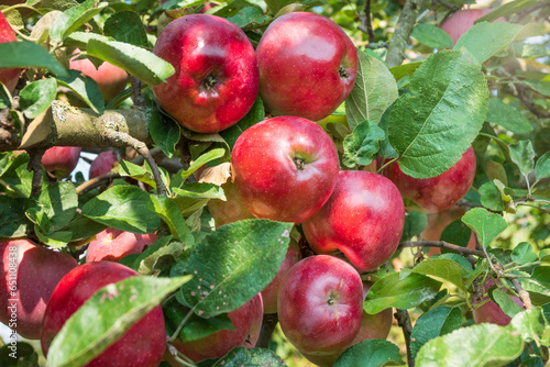 Huge harvest of red apples