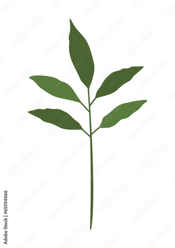 plant leaves 352