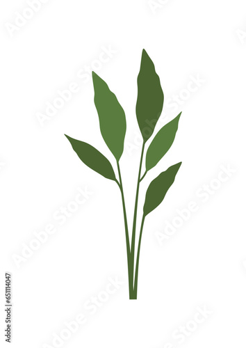 plant leaves 356
