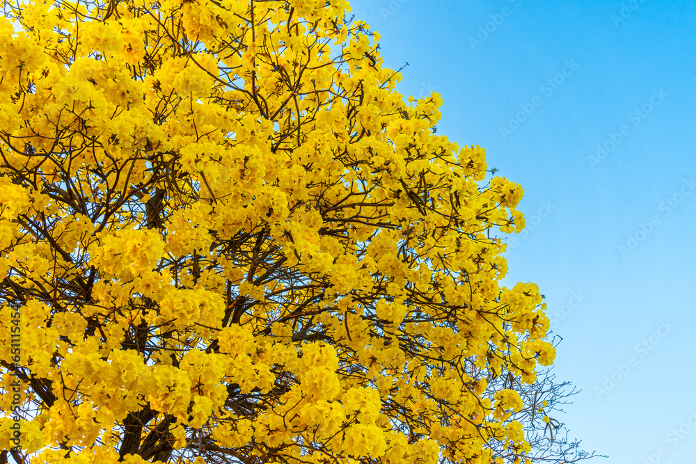 Beautiful blooming Yellow Golden Tabebuia Chrysotricha flowers of the Yellow Trumpet that are blooming with the park in spring day in the garden and sunset sky background in Thailand.