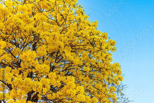 Obraz na płótnie Beautiful blooming Yellow Golden Tabebuia Chrysotricha flowers of the Yellow Trumpet that are blooming with the park in spring day in the garden and sunset sky background in Thailand. w salonie