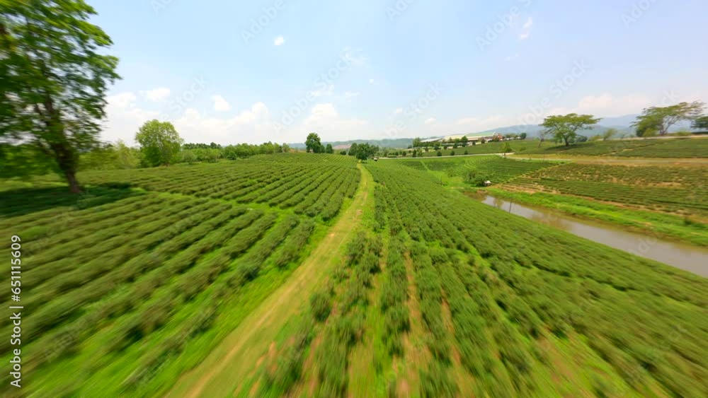 FPV drone flight over tea trees in plantation hills in Chiang Rai, Northern Thailand. FPV drone flight over tea trees in plantation hills in Chiang Rai, Northern Thailand.