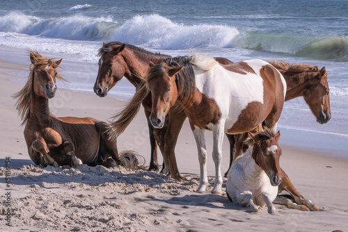 Assateague Horses early in the morning standing or resting along the beach. The horses spend the night here to get away from mosquitos and flies that swarm further inland. photo