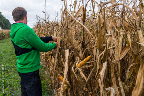 Large fields of Ukrainian corn in the Kiev region